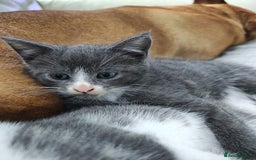 Mixed Breed cats for sale: Grey kittens  - Image 2