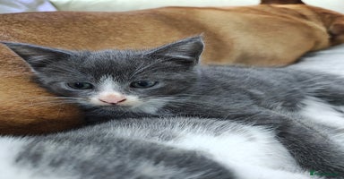 Mixed Breed cats - Advert 12