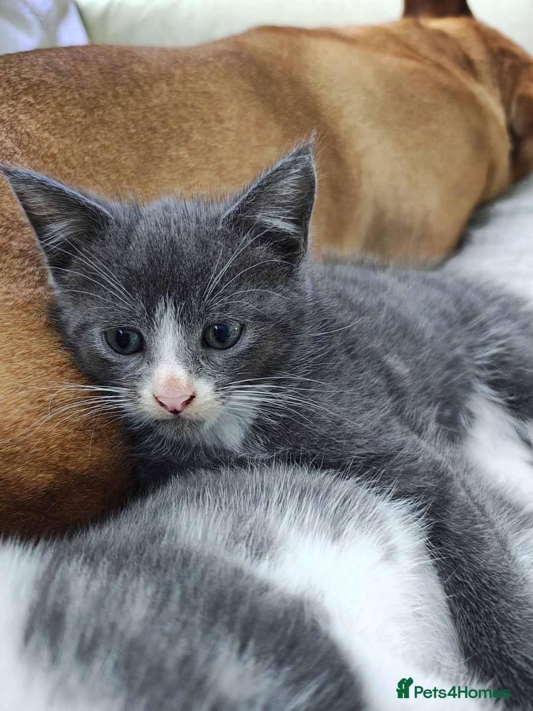 Mixed Breed cats for sale: Grey kittens  - Image 2