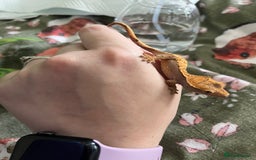 Gecko reptiles for sale: Lilly white and Dalmatian harlequin crested geckos - Image 14