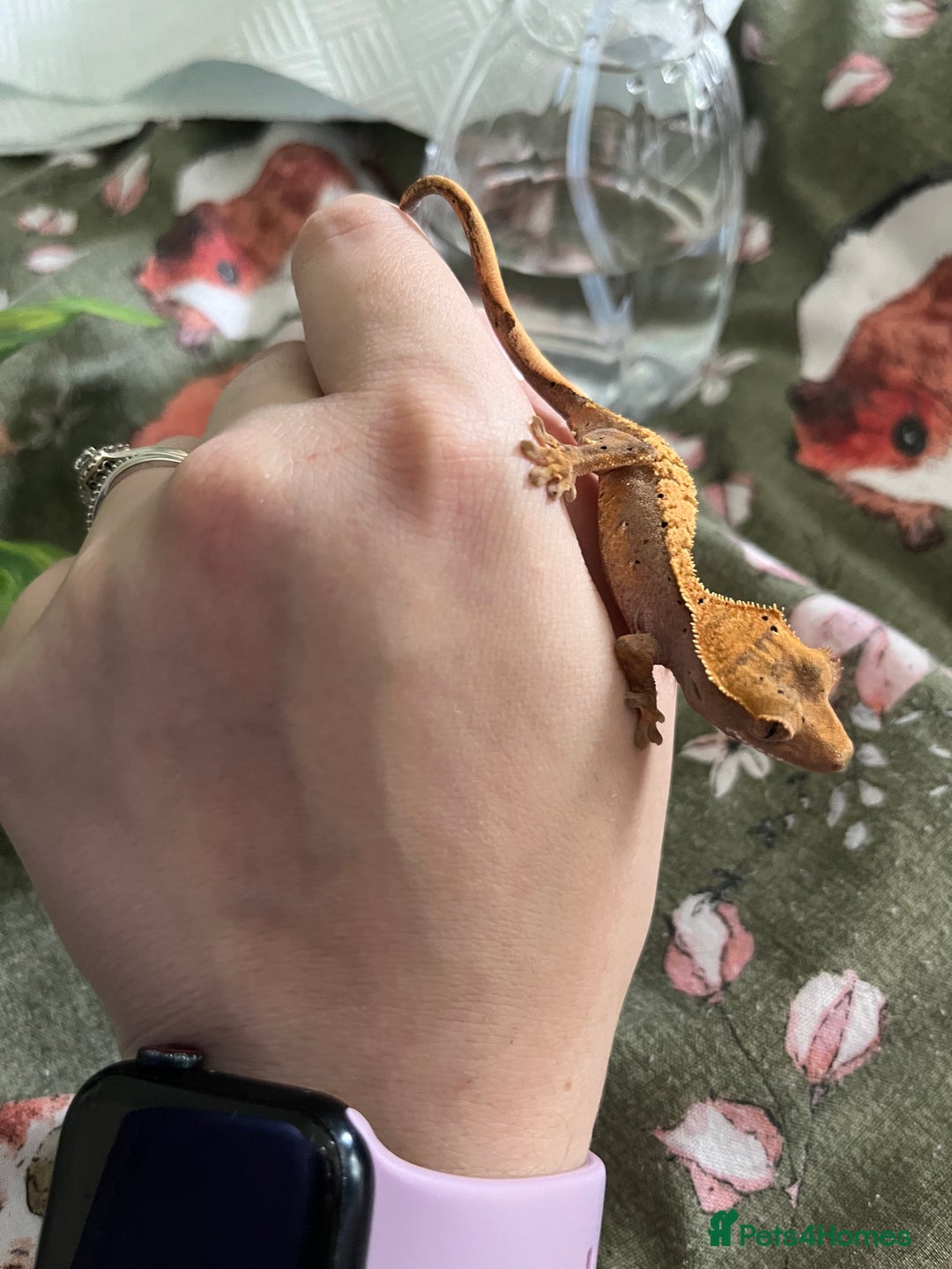 Gecko reptiles for sale: Lilly white and Dalmatian harlequin crested geckos - Image 14