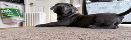 Boerboel dogs for sale: STUNNING NABBR REGISTERED GIRLS.  - Advert 14