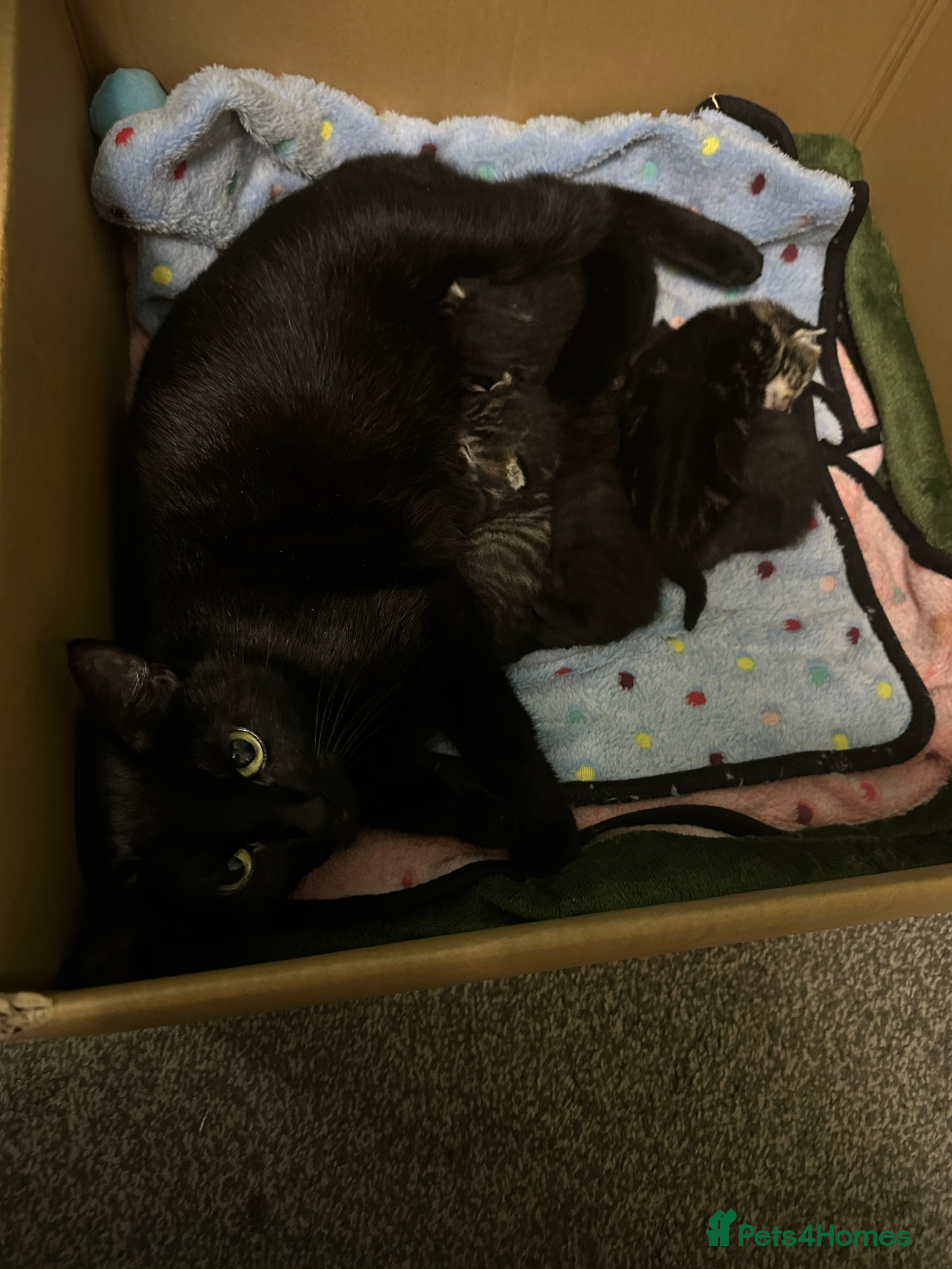 British Shorthair cats 5 beautiful tabby and black kittens Available  - Advert 2