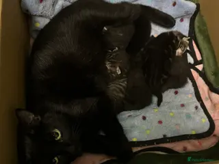 British Shorthair cats 5 beautiful tabby and black kittens Available - Advert 2