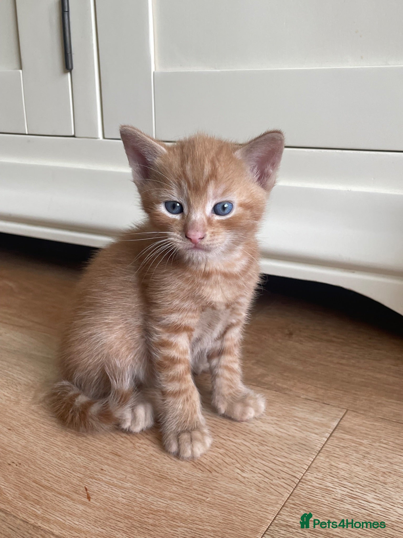 British Shorthair cats Kittens for sale - Advert 15