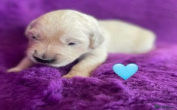 Golden Retriever dogs for sale: KC Reg Cream Boys from health tested parents.  - Image 5