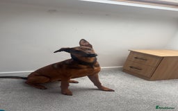 Mixed Breed dogs for sale: Friendly Active Girl  - Image 1