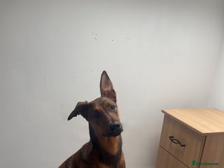 Mixed Breed dogs - Advert 19