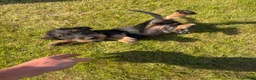Dachshund dogs for sale: Standard Wire-Haired Dachshund Puppies - Advert 3