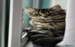 Maine Coon cats for sale: Maincoon cross domestic long hair, 11 months old - Image 15