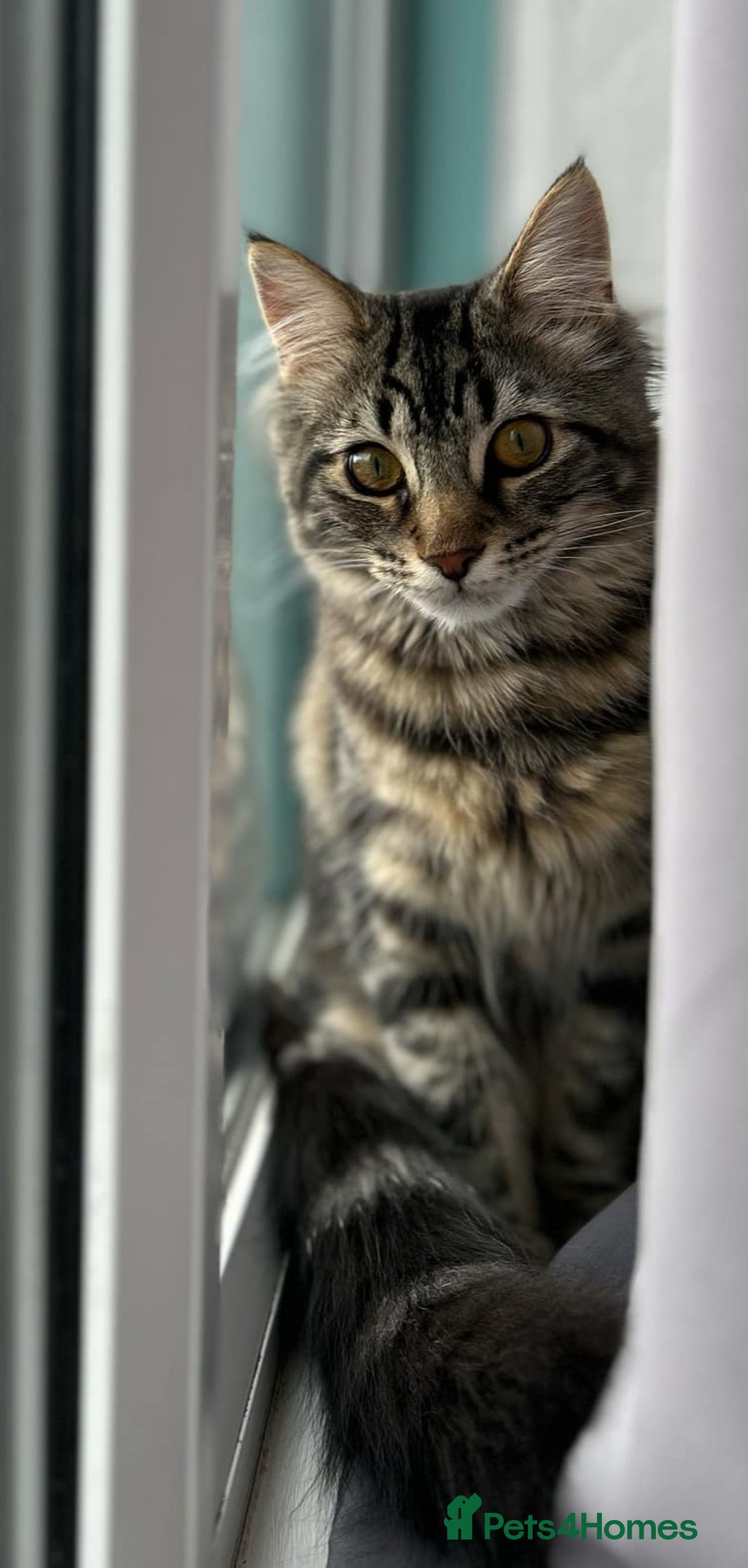 Maine Coon cats for sale: Maincoon cross domestic long hair, 11 months old - Image 15