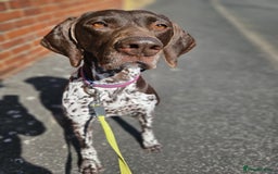 German Shorthaired Pointer dogs for sale: Loving Home Wanted - Image 6