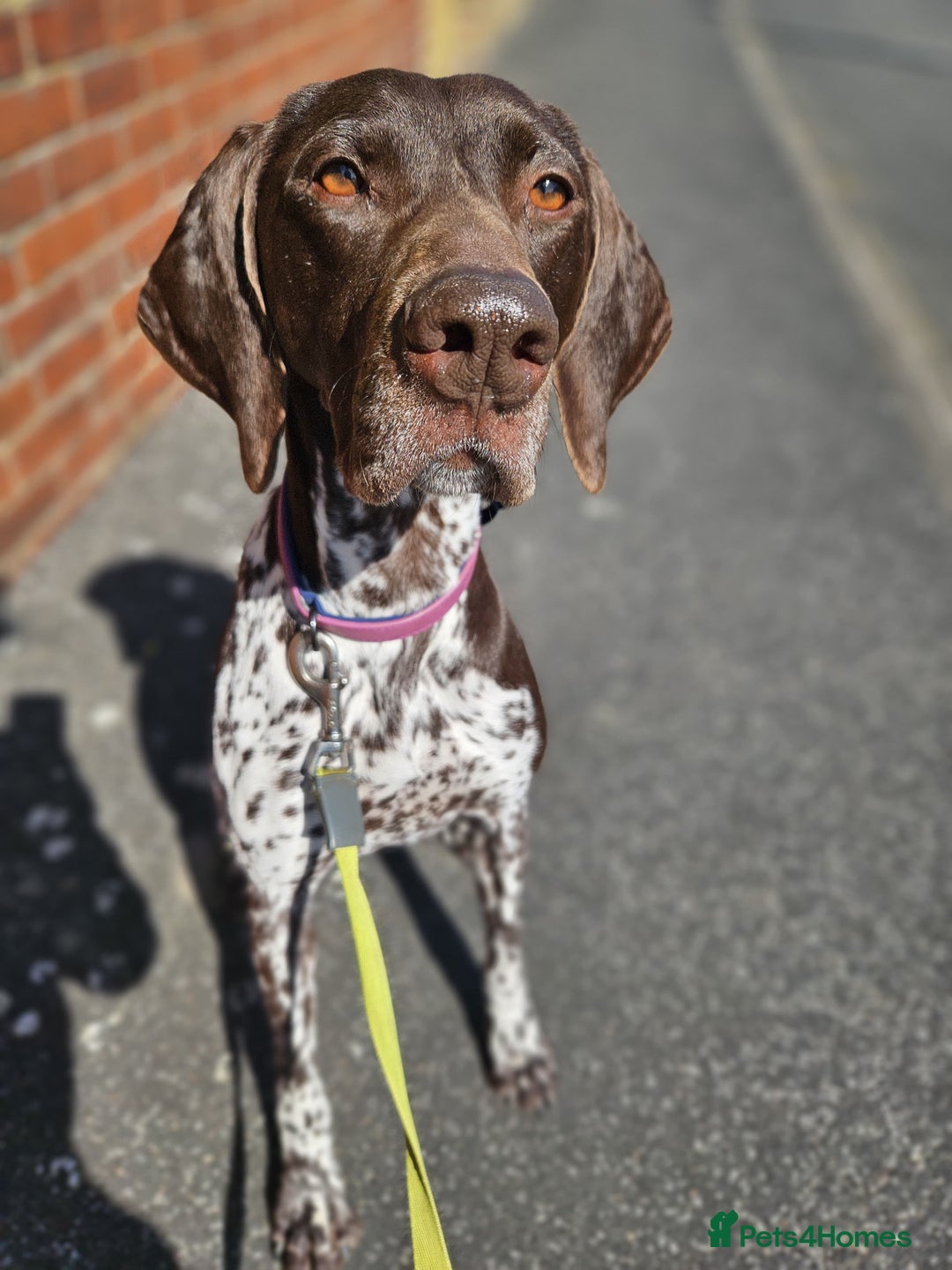 German Shorthaired Pointer dogs for sale: Loving Home Wanted - Image 6