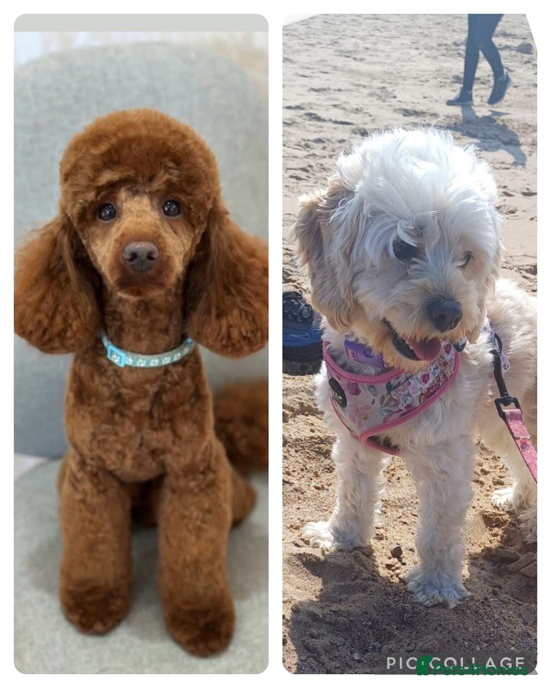 Cockapoo dogs for sale: Beautiful cockapoo puppies  - Image 27