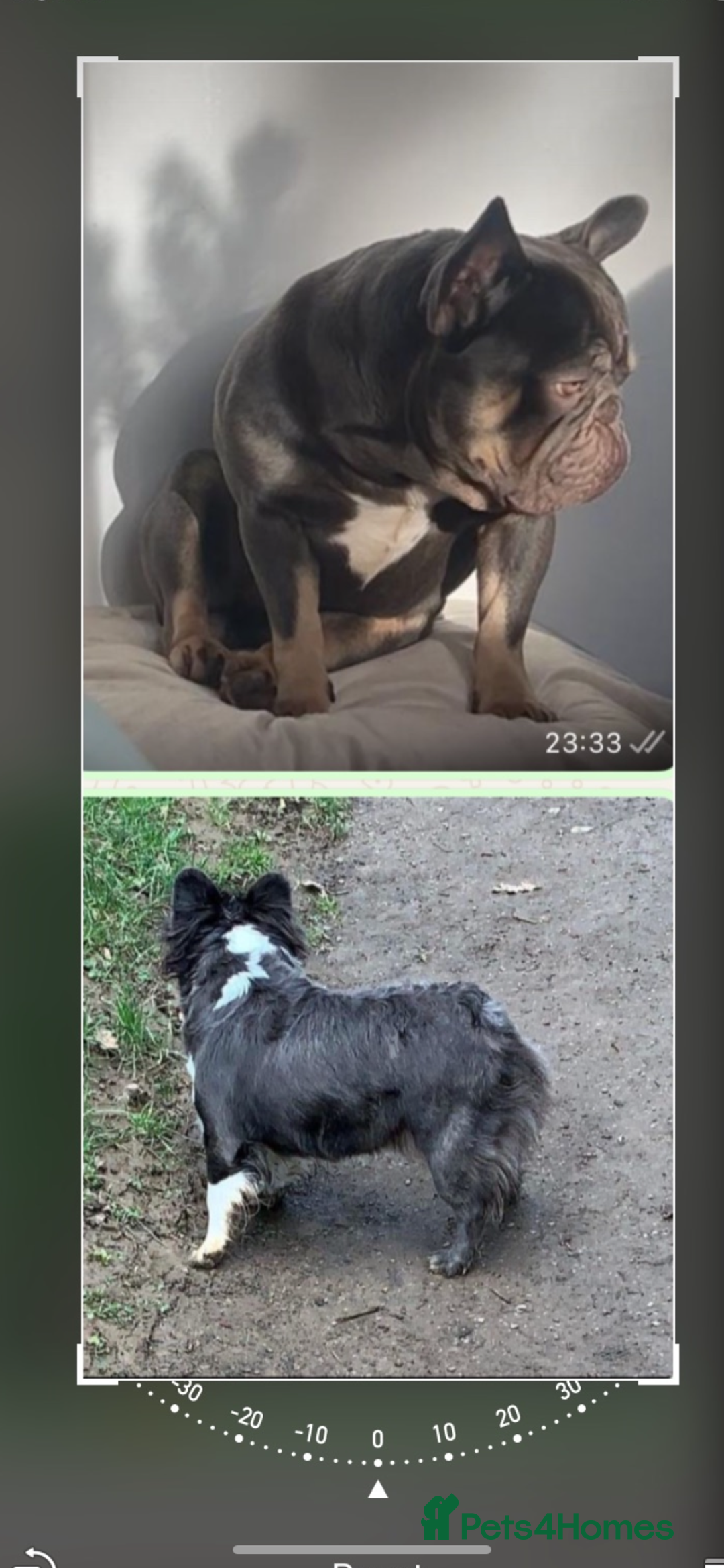 French Bulldog dogs for sale: Fluffy French bulldog newshade Isabella  - Advert 7