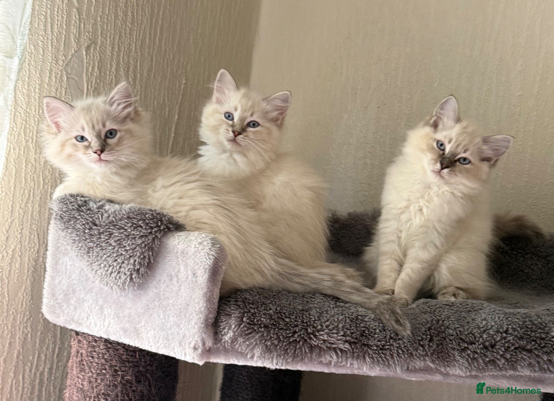 Ragdoll cats READY FOR NEW HOME NOW Chunky Ragdoll  Kittens   - Advert 1