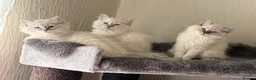 Ragdoll cats for sale: 2 TABBY GIRLS ARE AVAILABLE!! Ragdoll for sale !  - Advert 5