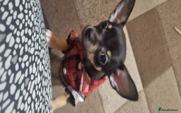 Chihuahua dogs for sale: Pheobe is looking for a 5 star forever home  - Advert 8