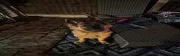 German Shepherd dogs for sale: Chase, gorgeous German shepherd. 6months old in Mansfield - Advert 3