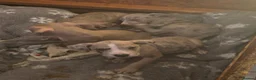 Mixed Breed dogs for sale: Staffy x American bulldog  - Advert 3