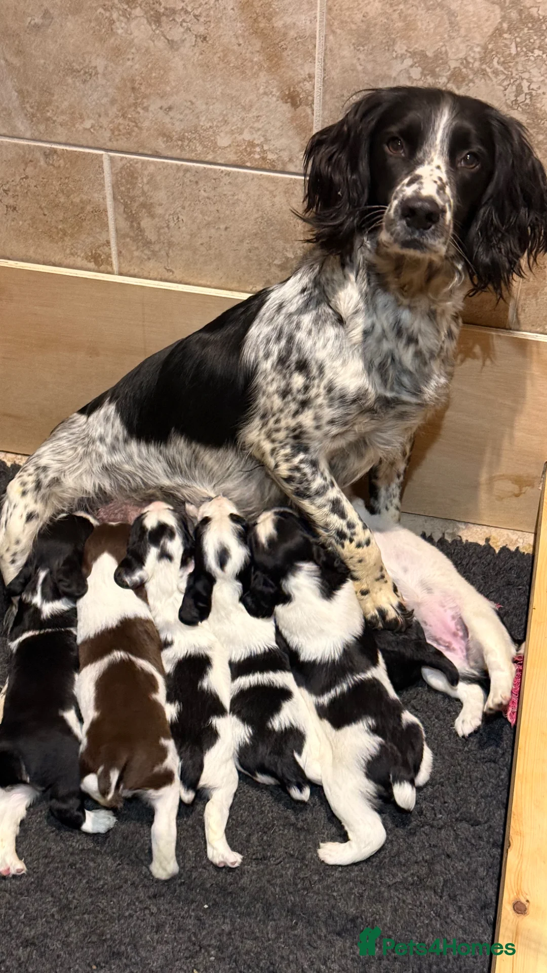English Springer Spaniel dogs for sale: KC Reg English Springer Spaniel Black & White  - Advert 1