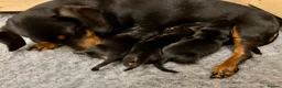 Miniature Dachshund dogs for sale: Beautiful Miniature Dachshunds - 2 boys left - Advert 23