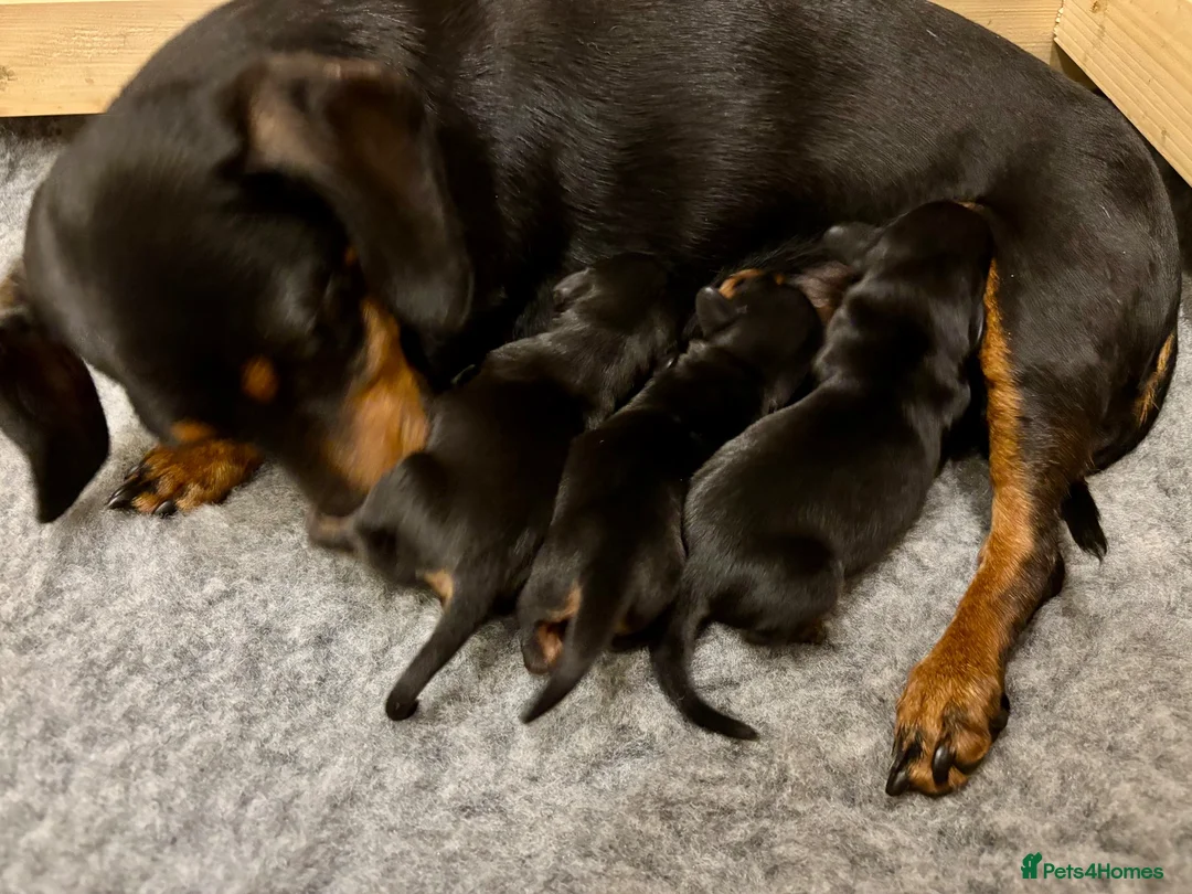 Miniature Dachshund dogs for sale: Beautiful Miniature Dachshunds - 2 boys left - Advert 23