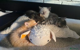 Mixed Breed cats for sale: Ragdoll x Tabbie - Image 8