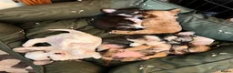 Chorkie dogs for sale: Beautiful Chorkie Puppies for Sale 🐶 - Advert 4
