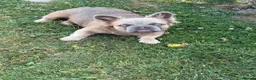 French Bulldog dogs for sale: 2 gorgeous French bulldog puppies *REDUCED* - Advert 17