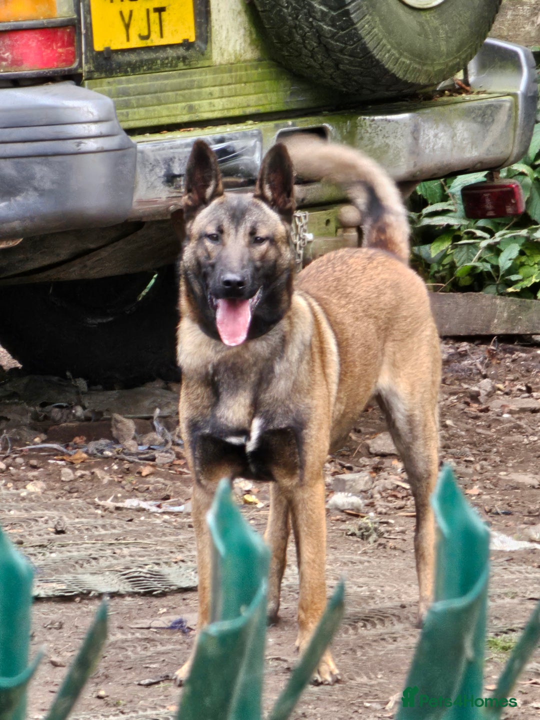 Belgian Shepherd Dog dogs for sale: Belgian Malnois Male  - Advert 5