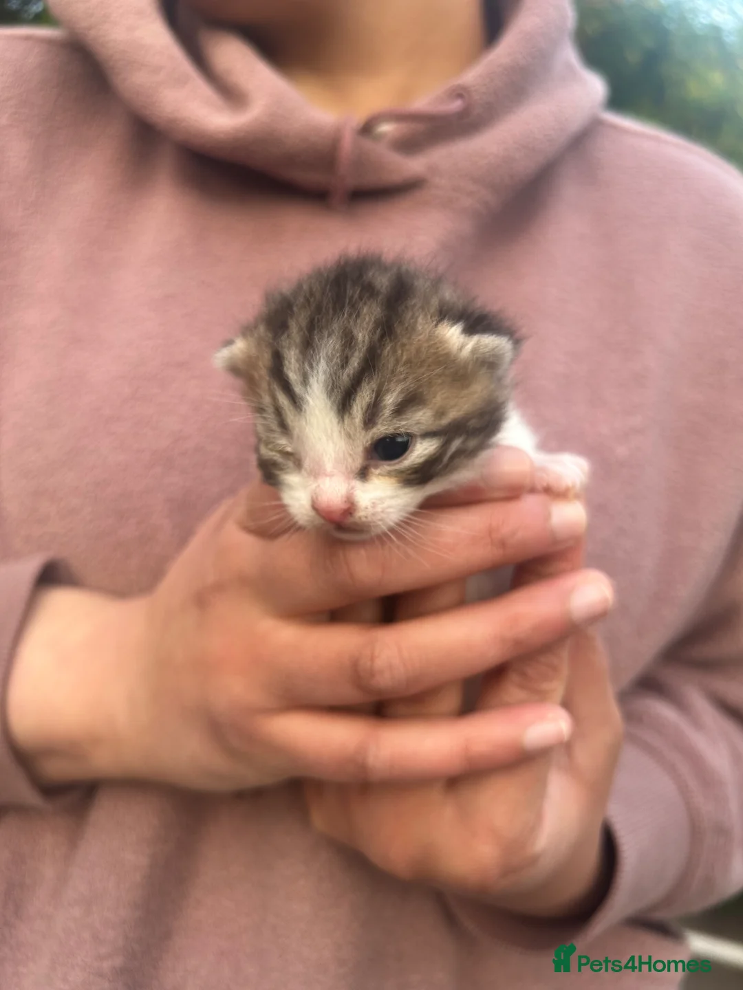 Mixed Breed cats for sale: Four Beautiful Kittens in Birmingham - Advert 18