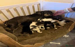 French Bulldog dogs for sale: Kc reg Fluffy Frenchies Ready Now  - Image 3