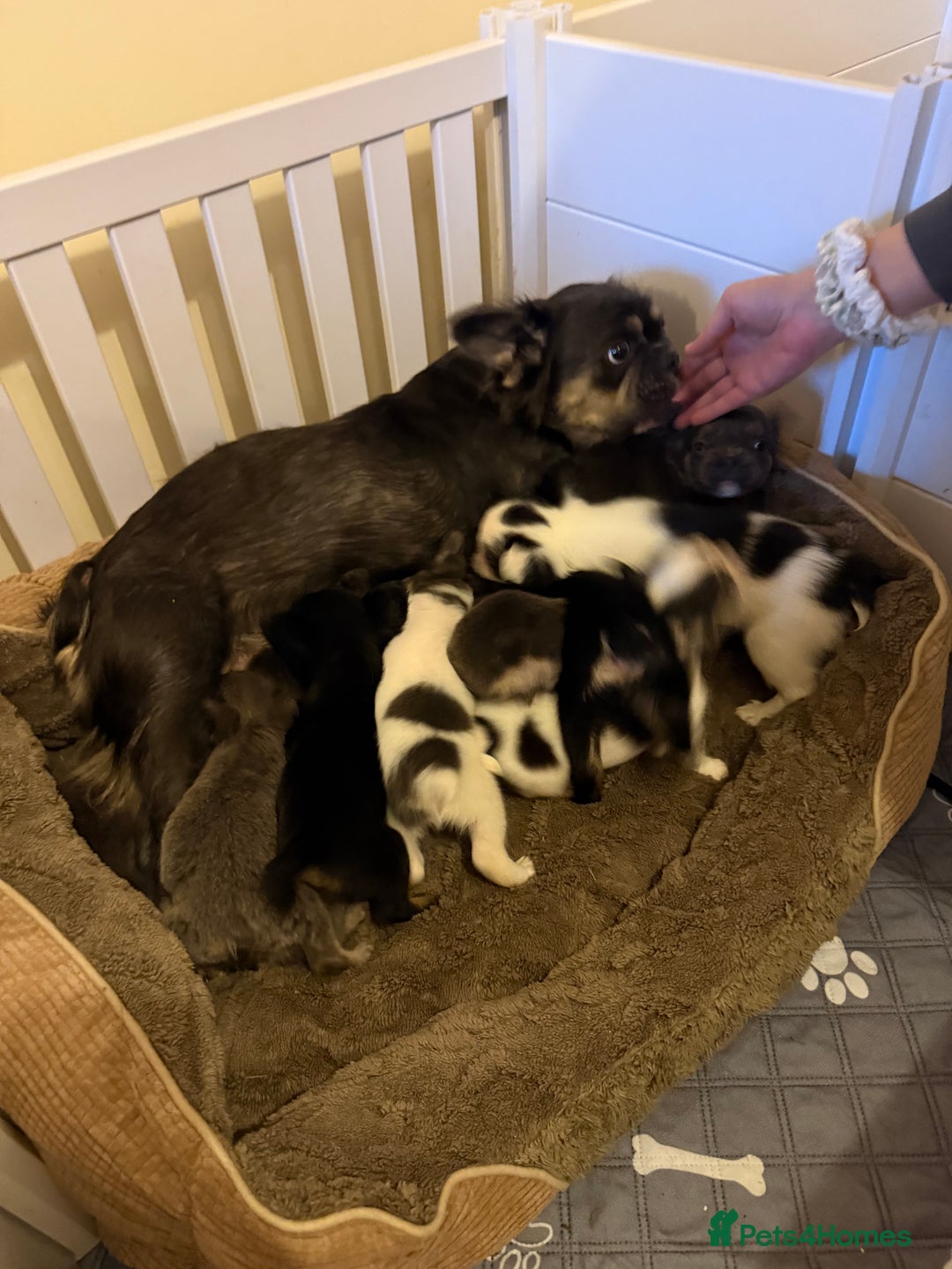 French Bulldog dogs for sale: Kc reg Fluffy Frenchies Ready Now  - Image 3