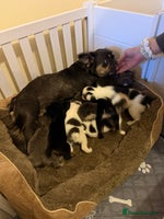 French Bulldog dogs - Advert 12
