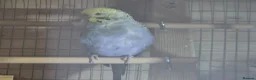 Budgerigars birds for sale: 3 budgies looking for a loving home - Advert 1
