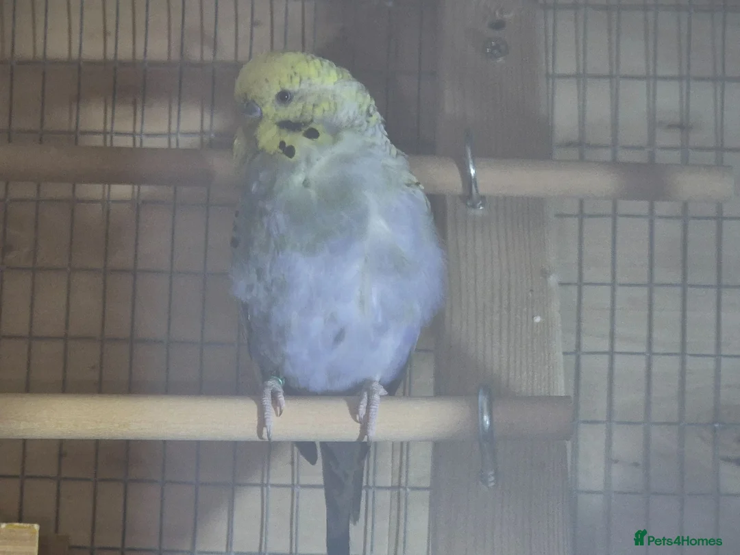 Budgerigars birds for sale: 3 budgies looking for a loving home - Advert 1