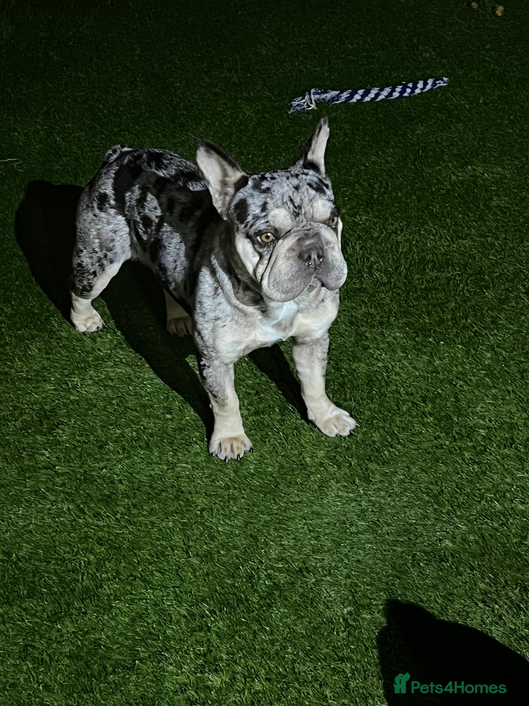 French Bulldog dogs for sale: French bulldog female carrying fluffy Merle   - Image 1