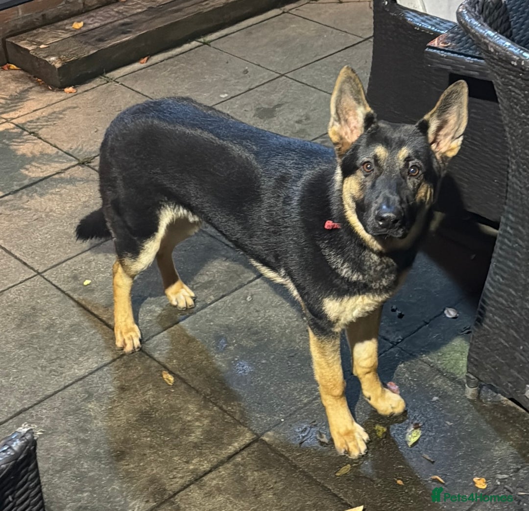 German Shepherd dogs for sale: German shepherd 8 month old - Image 1