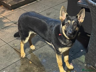 German Shepherd dogs - Advert 23