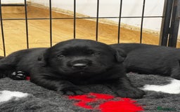 Labrador Retriever dogs for sale: 🤎🖤Outstanding Show Type Labradors🖤🤎KC&fully HT - Image 8