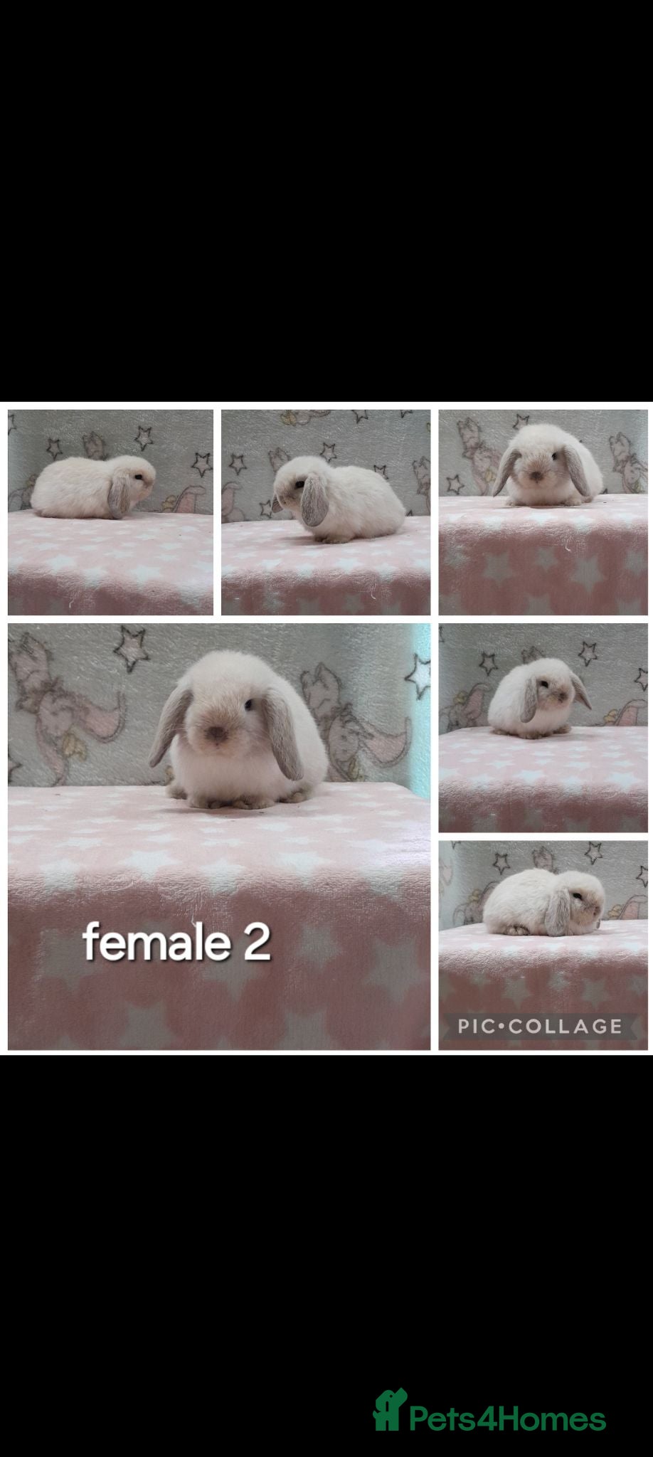 Mini Lop rabbits Beautiful purebred mini lops  - Advert 2