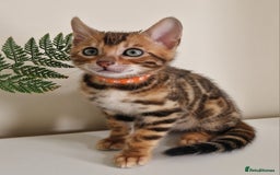 Bengal cats for sale: Stunning Glittered Pedigree Benga kittens  - Image 19
