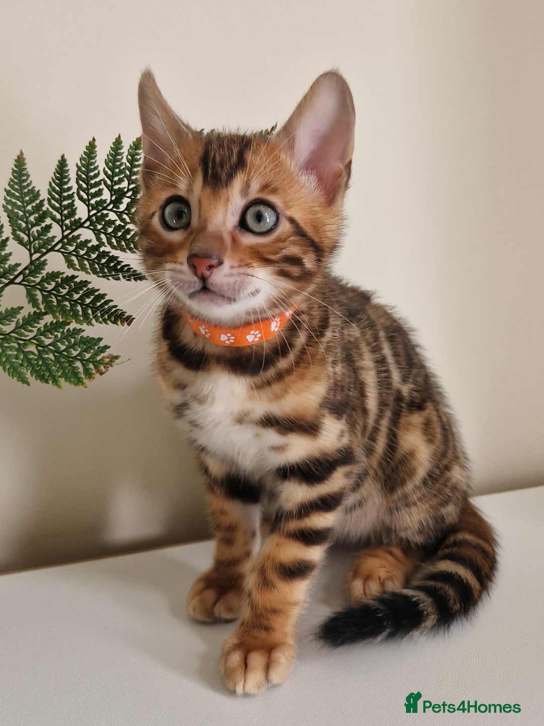 Bengal cats for sale: Stunning Glittered Pedigree Benga kittens  - Image 19