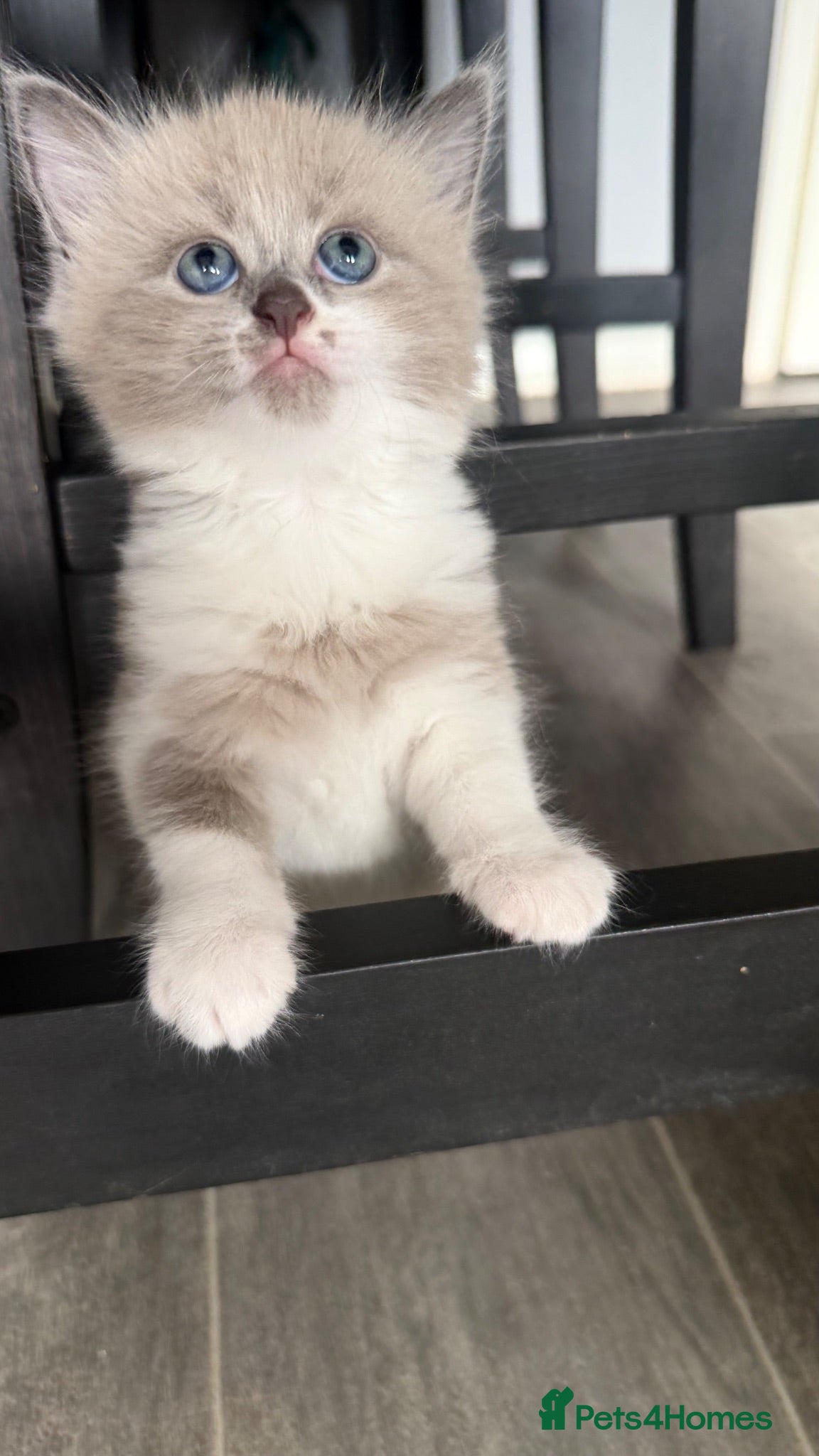 Mixed Breed cats Ragdoll Cross Ready now - Advert 1