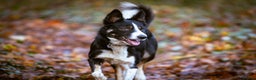 Border Collie dogs for sale: Blue merle - Advert 1