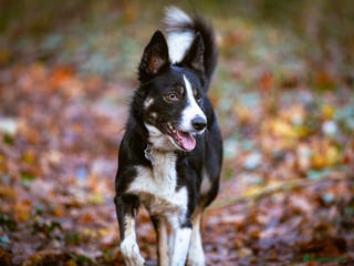 Border Collie dogs Blue merle - Advert 7