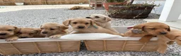 Labrador Retriever dogs for sale: 8 Labrador puppy’s for sale  - Advert 22