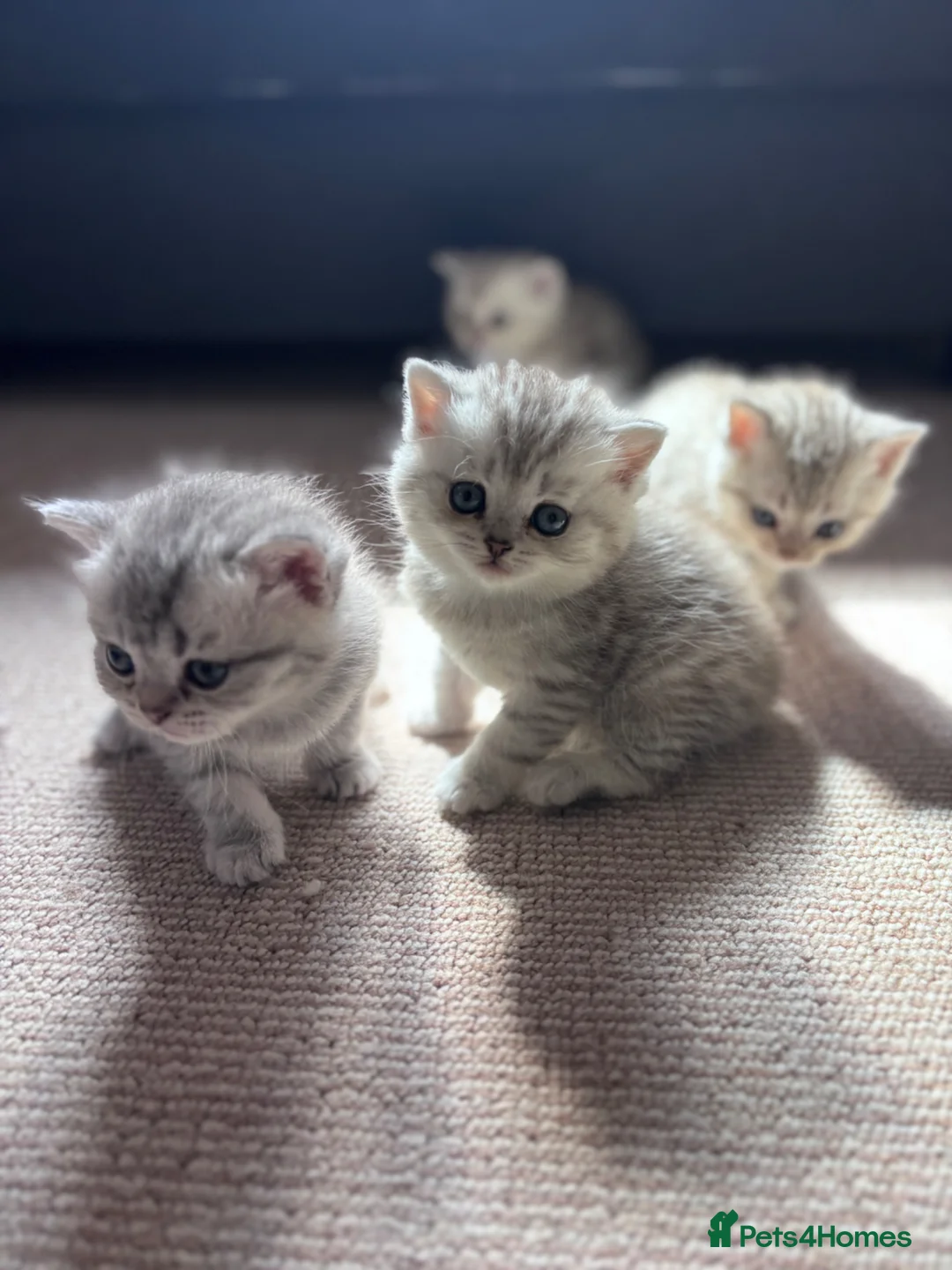 British Shorthair cats for sale: Beautiful BSH - Advert 2