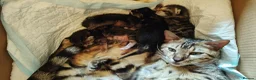 Mixed Breed cats for sale: Half Bengal kittens - Advert 5